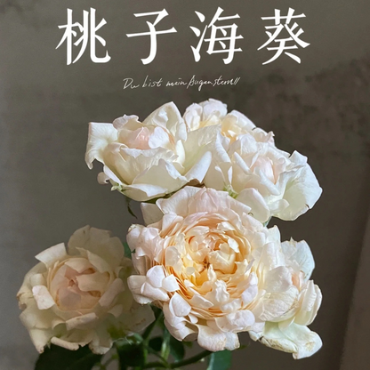 Peach Anemone Tree Rose 桃子海葵 树玫瑰（荷兰）