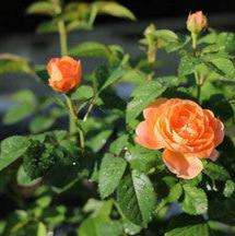 Juicy Terrazza Tree Rose 果汁阳台 树玫瑰 (Netherlands)
