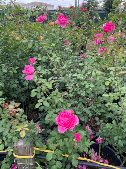 Parade 大游行 (USA)