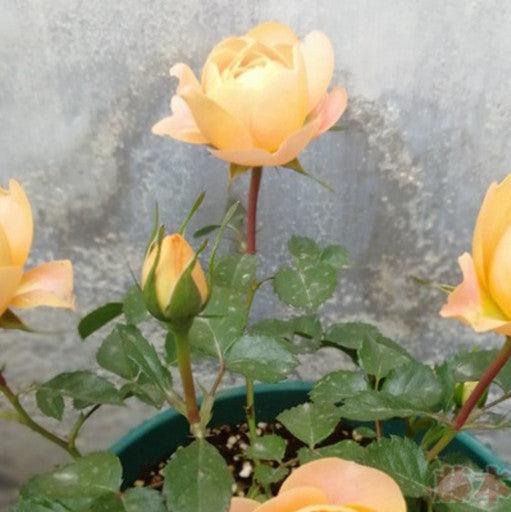 Juicy Terrazza Tree Rose 果汁阳台 树玫瑰 (Netherlands)