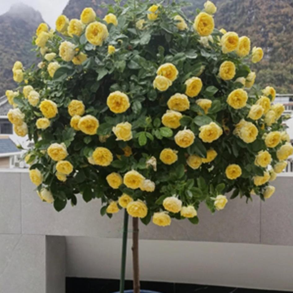 Canary Tree Rose 金丝雀 树玫瑰 (Germany)