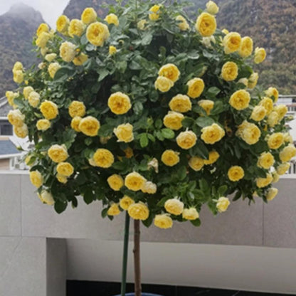 Canary Tree Rose 金丝雀 树玫瑰 (Germany)