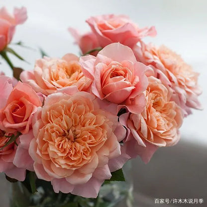 Mikoto Tree Rose 美琴 树玫瑰 (Japan)