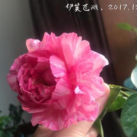 Yves Splash Tree Rose 伊芙飞溅 树玫瑰 (Japan)