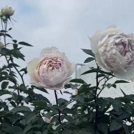 Fu Yue 浮月 (China)