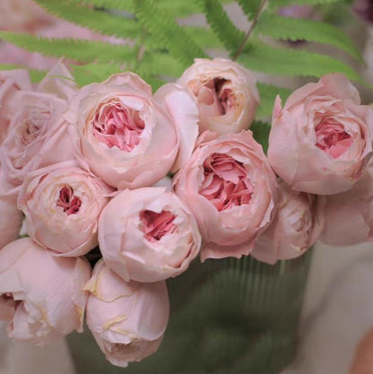 Princess Sakura 樱花公主 (Japan)