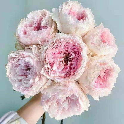 Tsumugi Fuli 绵绸富力 (Japan)