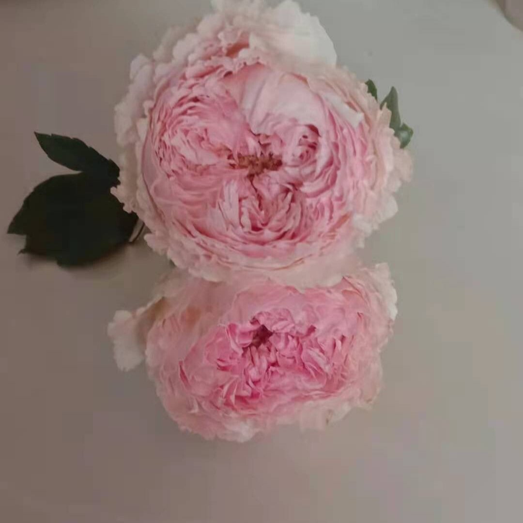 Tsumugi Fuli 绵绸富力 (Japan)