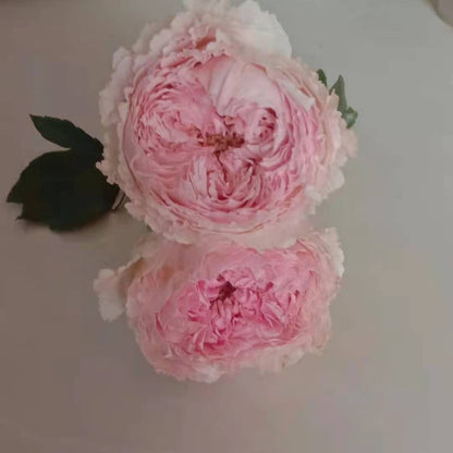 Tsumugi Fuli 绵绸富力 (Japan)