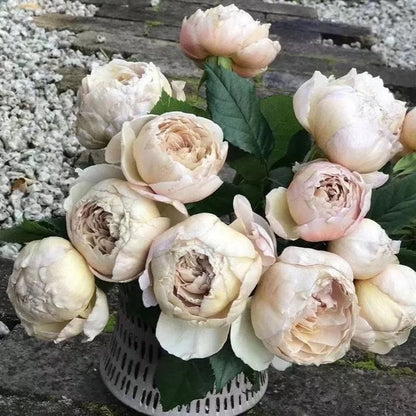 Charlotte Perriand 夏洛特佩里安 (Japan)