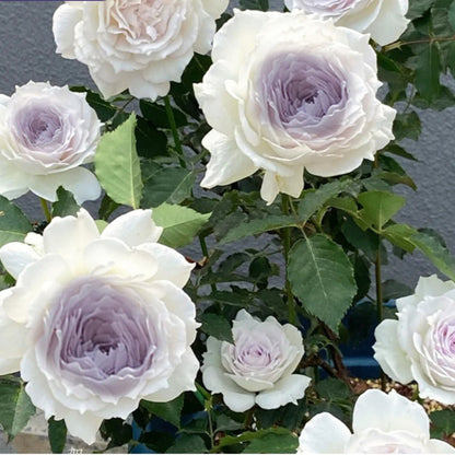 Gabriel 加百列大天使 (Japan)