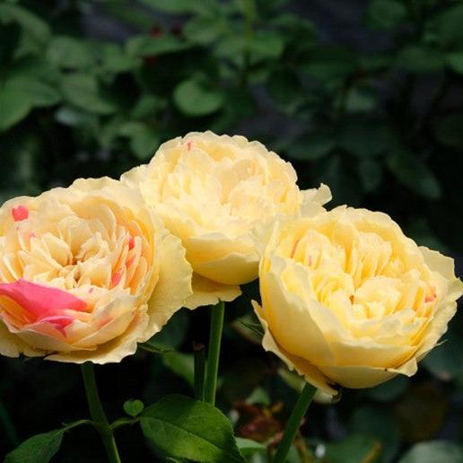 Fugetsu 风月 (Japan)