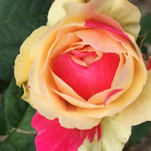 Fugetsu 风月 (Japan)