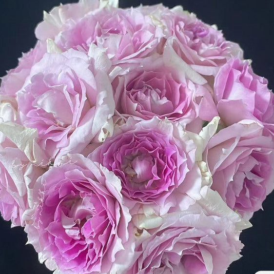 Fragrant Roses – Hillside Rose Farm