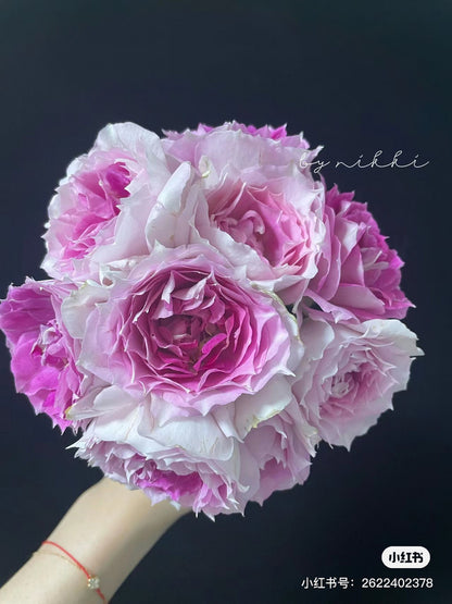 Allure 倾城 (Japan)