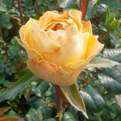 Fragrant Lemon 香柠檬