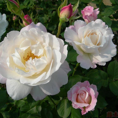 Princess Tenko 天宫公主 (Japan)