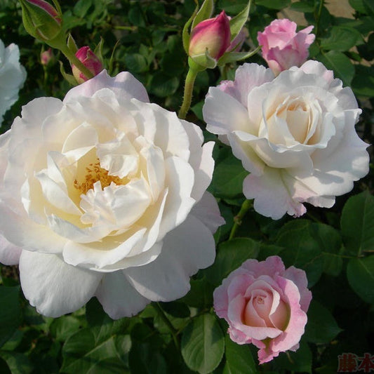 Princess Tenko 天宫公主 (Japan)