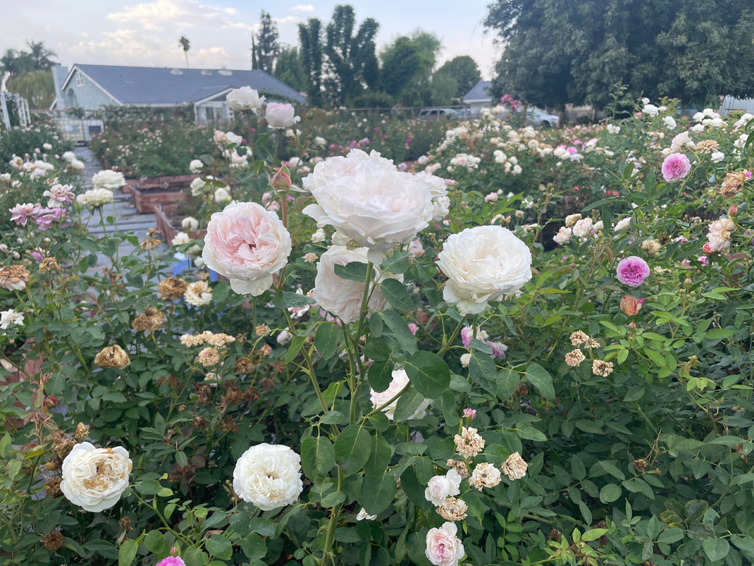 Hillside Rose Farm