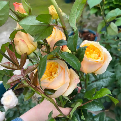 Fragrant Lemon 香柠檬