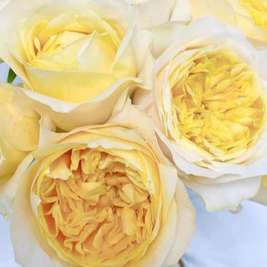 Fragrant Lemon 香柠檬