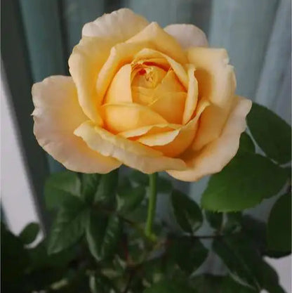Fragrant Lemon 香柠檬